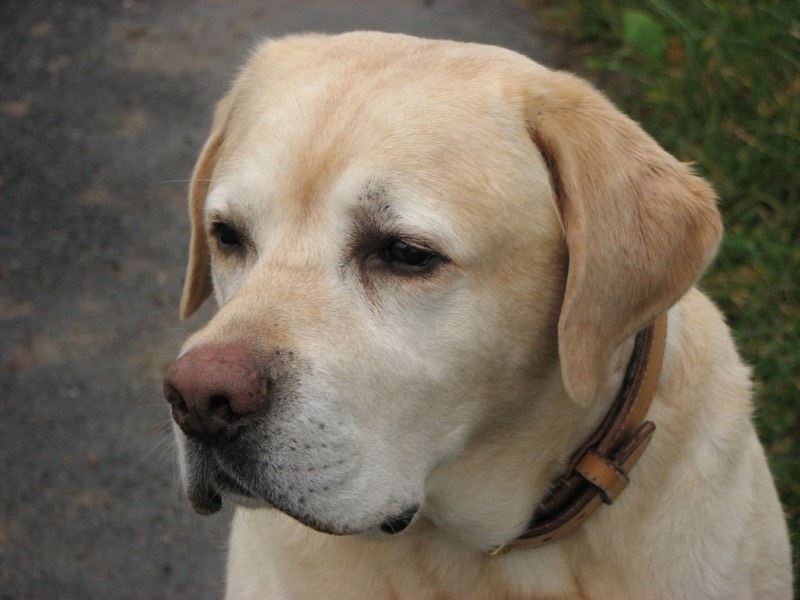 Labrador Retriever