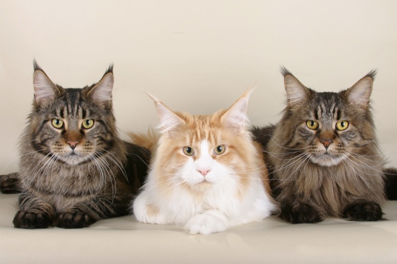 Maine Coon — gato