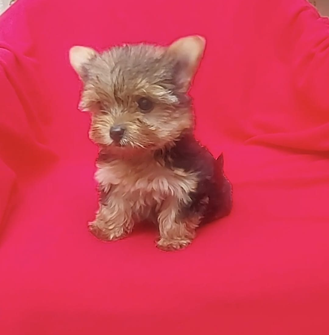 Yorkshire Terrier — perro